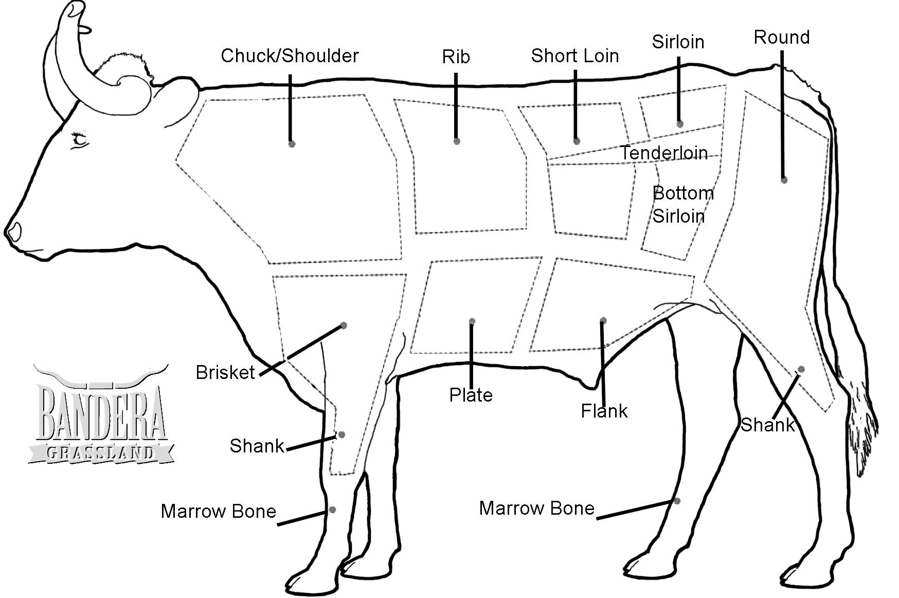 Beef Skeletal Chart