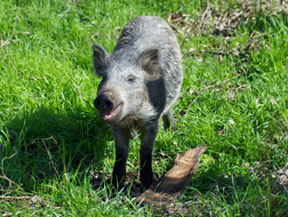 happy pig