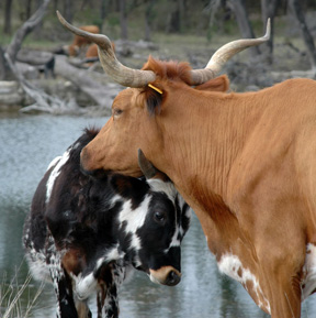 Longhorn cow and calf