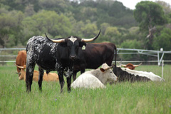 Grazing Longhorns