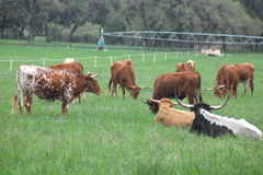 Grazing Longhorns